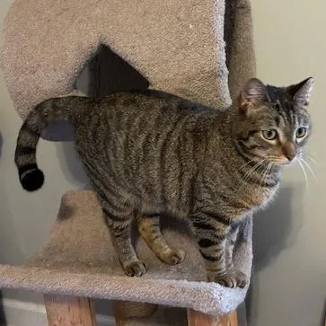 Biscuits thumbnail 4