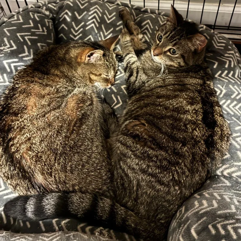 Biscuits thumbnail 5