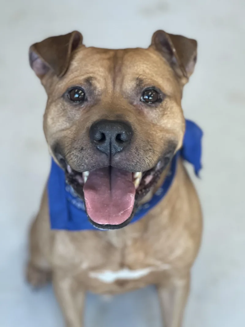 A young medium-sized male Yellow / Tan / Blond / Fawn Pit Bull Terrier dog named Poncho for adoption in Yonkers, NY