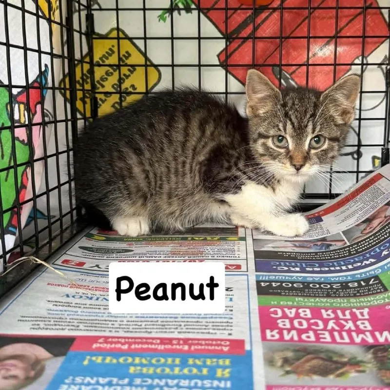 A baby small-sized female Brown / Chocolate Domestic Short Hair cat named Peanut for adoption in Philadelphia, PA