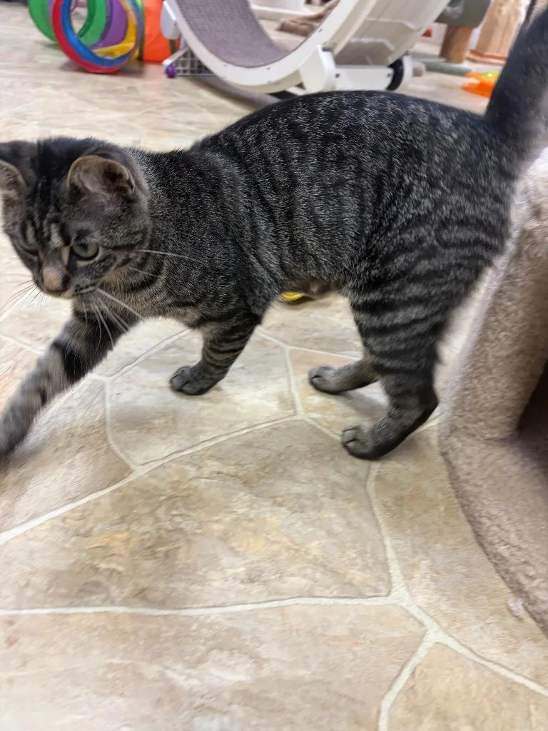 A young small-sized female Domestic Short Hair cat named Little Miss for adoption in Neillsville, WI