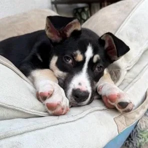 A baby large-sized male German Shepherd Dog dog named Max for adoption in Lodi, CA