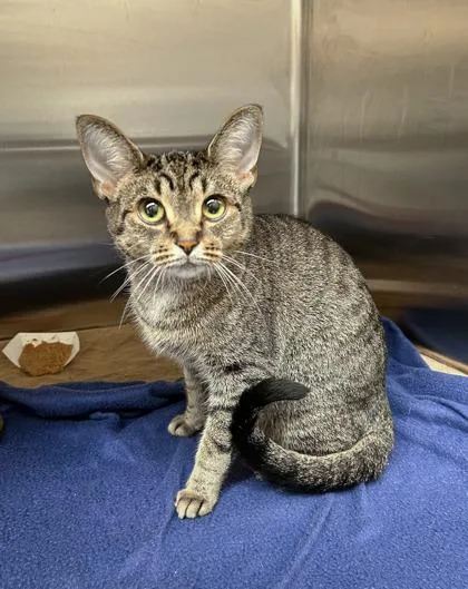 A young medium-sized female Domestic Short Hair cat named Pogo for adoption in Westland, MI