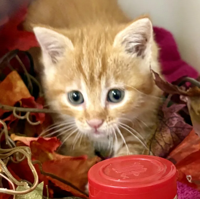 A baby medium-sized female Tabby (Orange / Red) Domestic Short Hair cat named Pumpkin Spice for adoption in Charles City, IA