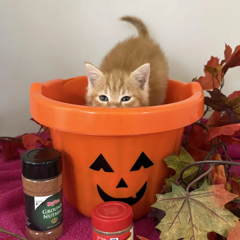 Pumpkin Spice thumbnail 3