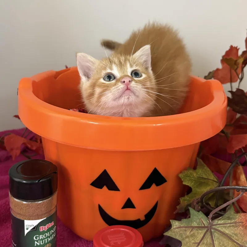 Pumpkin Spice thumbnail 4