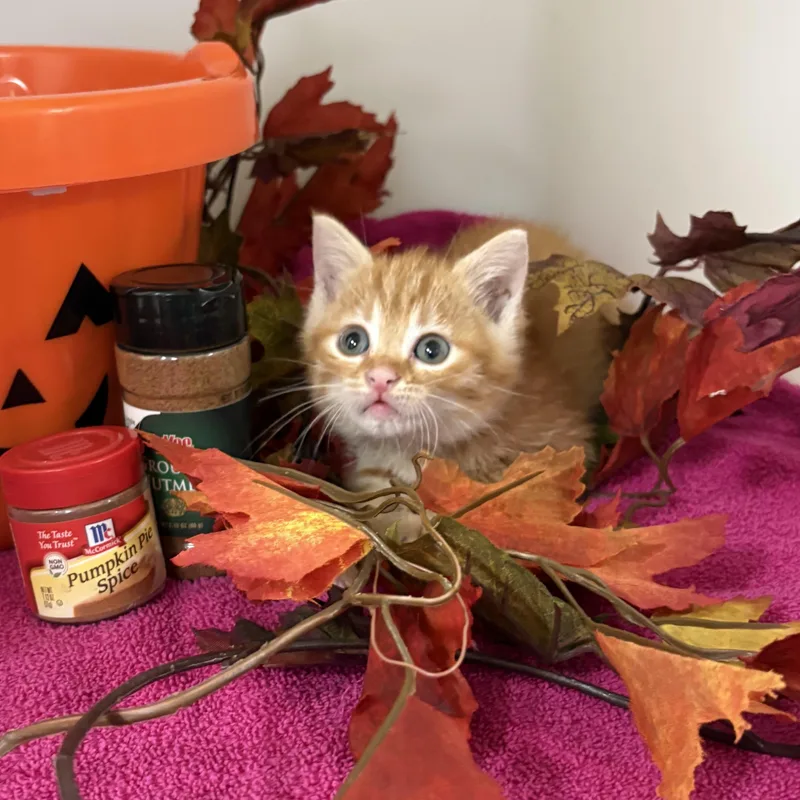 Pumpkin Spice thumbnail 5