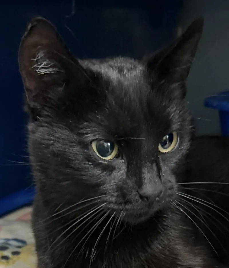 A young medium-sized female Black Domestic Short Hair cat named Randi for adoption in Sault Sainte Marie, MI