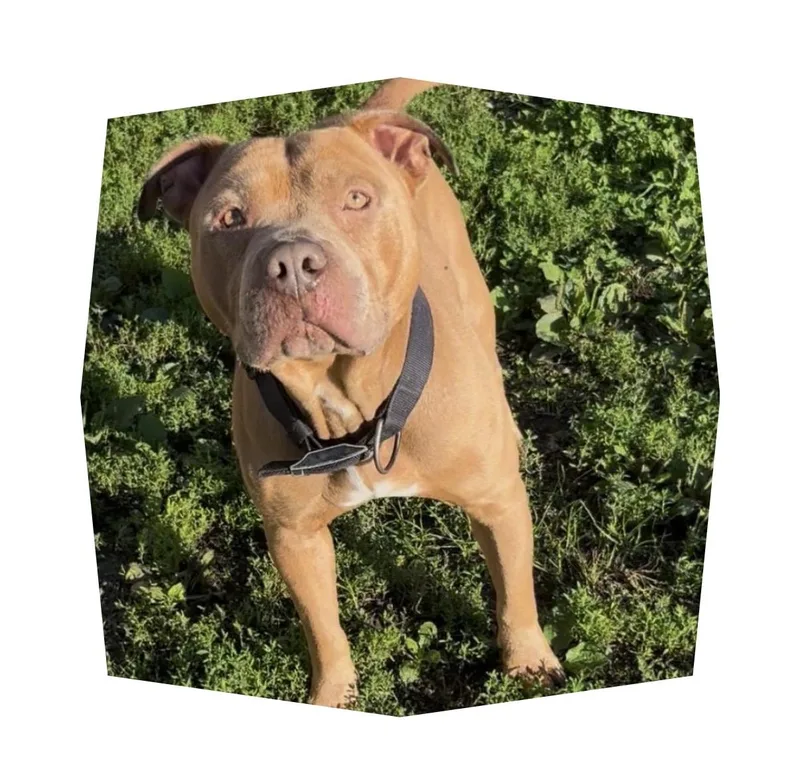 An adult medium-sized male American Bully dog named Copper for adoption in Chillicothe, MO