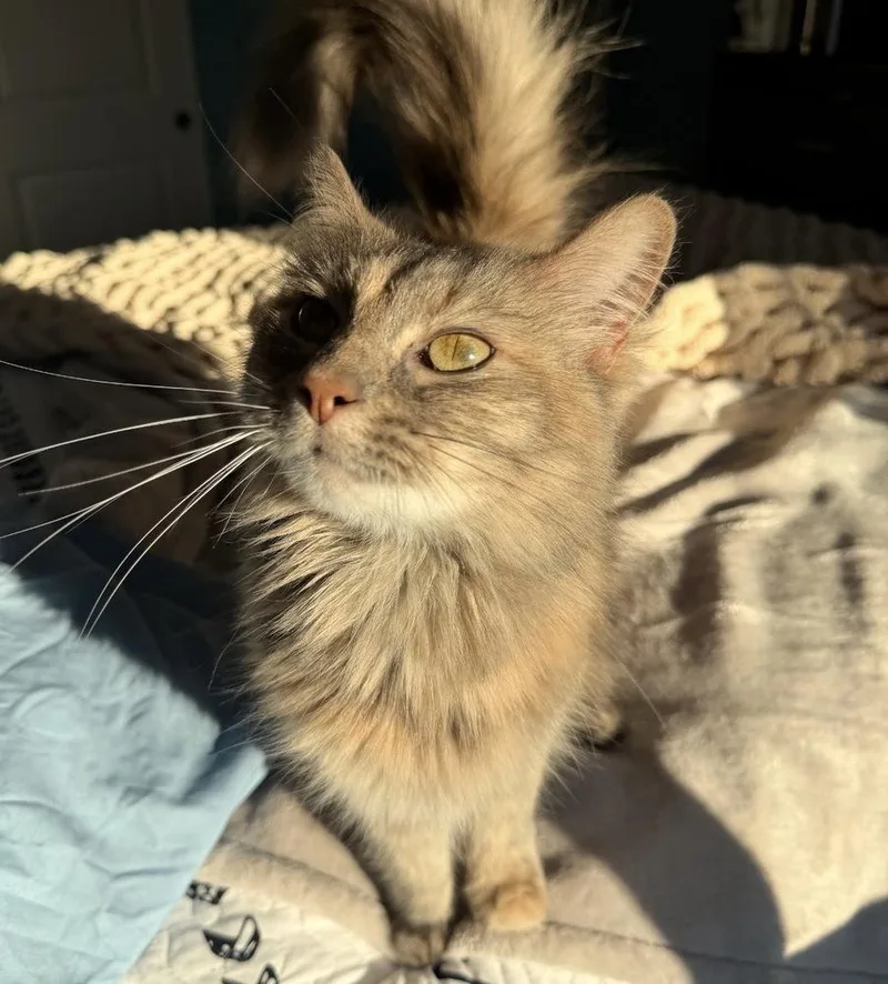 An adult medium-sized female Domestic Long Hair cat named Tiva for adoption in Naperville, IL
