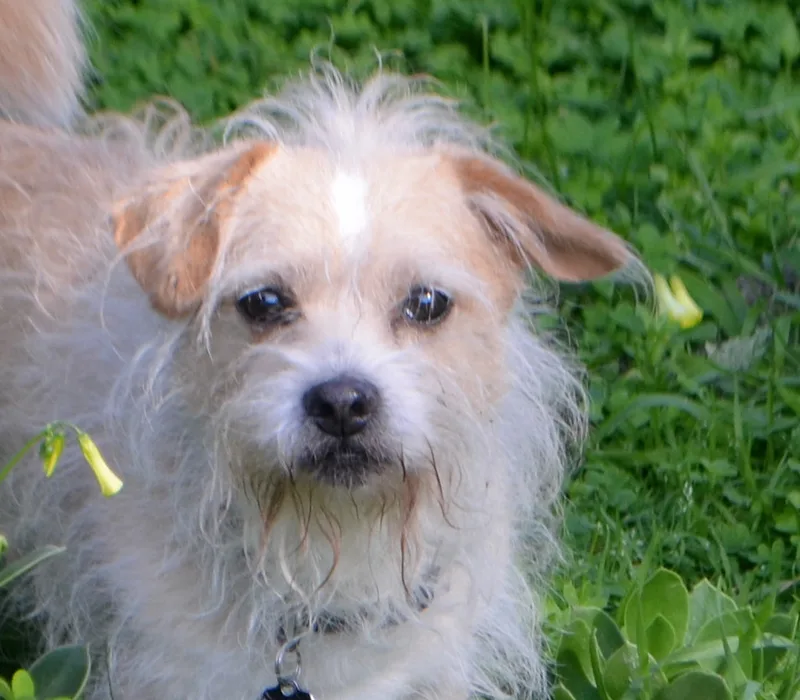 An adult small-sized male Apricot / Beige Norfolk Terrier dog named Furgus for adoption in San Francisco, CA