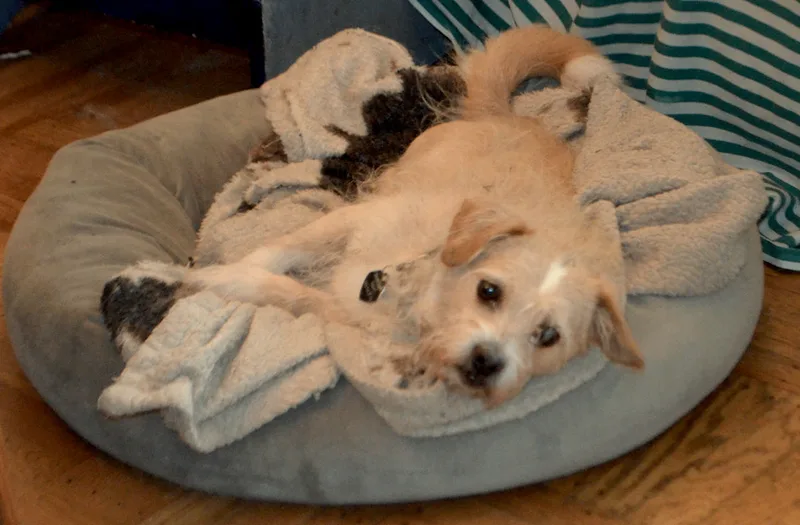 Furgus thumbnail 4