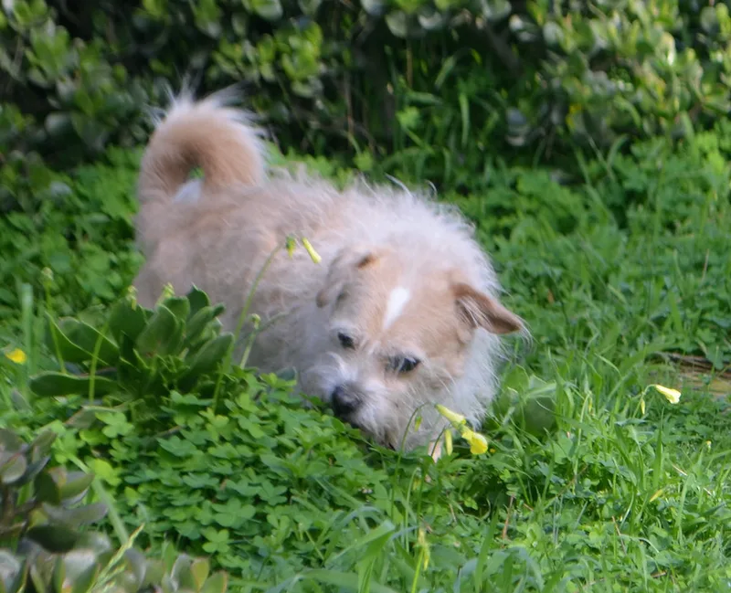Furgus thumbnail 5