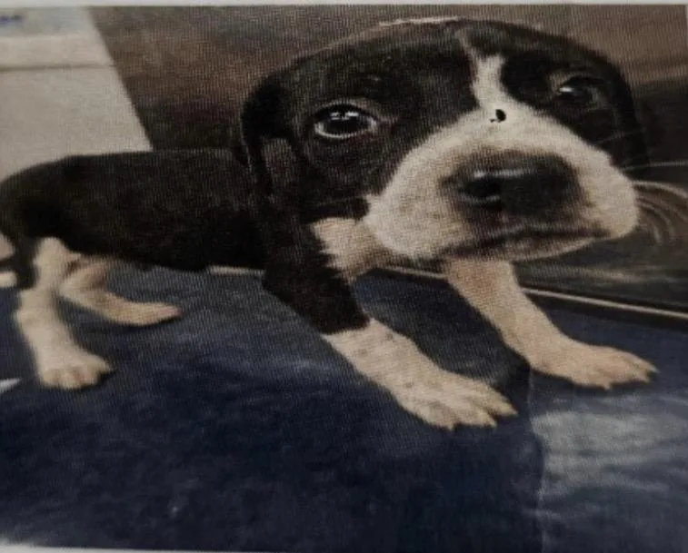 A baby medium-sized male English Pointer dog named Rhett for adoption in Zimmerman, MN