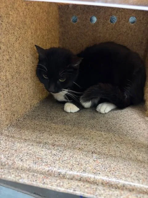 An adult medium-sized female Domestic Short Hair cat named Meowgaret for adoption in Lancaster, CA