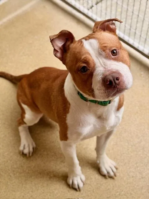 A young medium-sized male Staffordshire Bull Terrier dog named Rudy for adoption in Dedham, MA