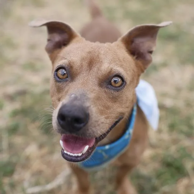 A young small-sized male Dachshund dog named Billy for adoption in San Antonio, TX