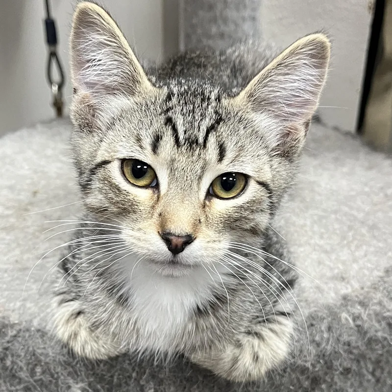 A baby medium-sized male Tabby (Gray / Blue / Silver) Domestic Short Hair cat named Opie for adoption in Shingletown, CA
