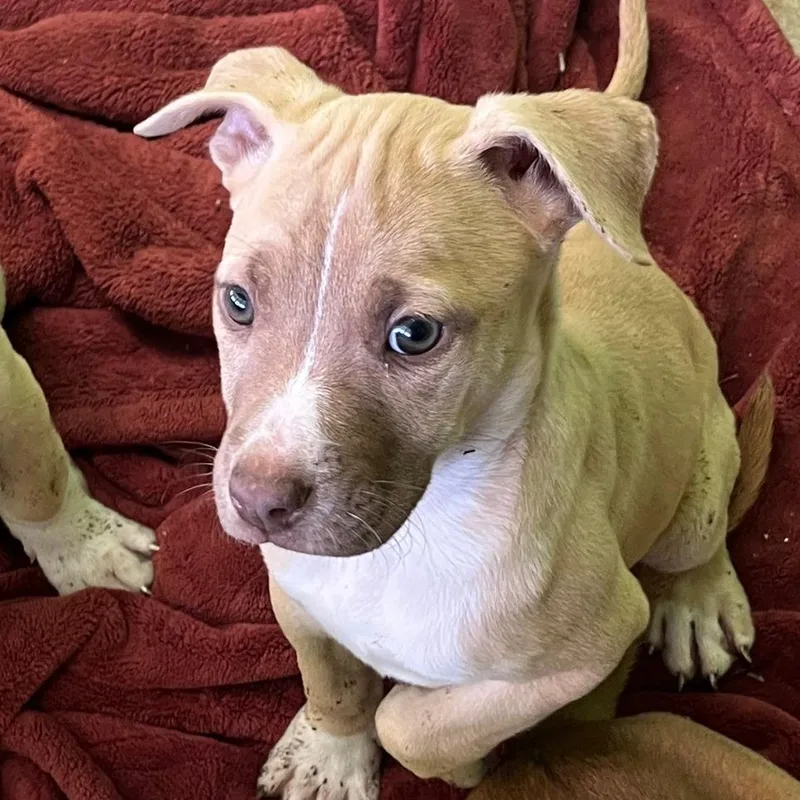 A baby small-sized female Yellow / Tan / Blond / Fawn Pit Bull Terrier dog named Sierra for adoption in Nashville, TN