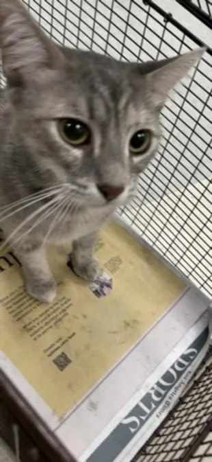 A young small-sized female Domestic Short Hair cat named Mags for adoption in Van Nuys, CA