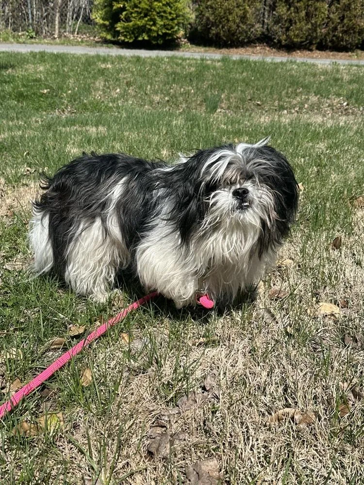 An adult small-sized male Tricolor (Brown, Black, & White) Shih Tzu dog named Leo for adoption in Pottstown, PA