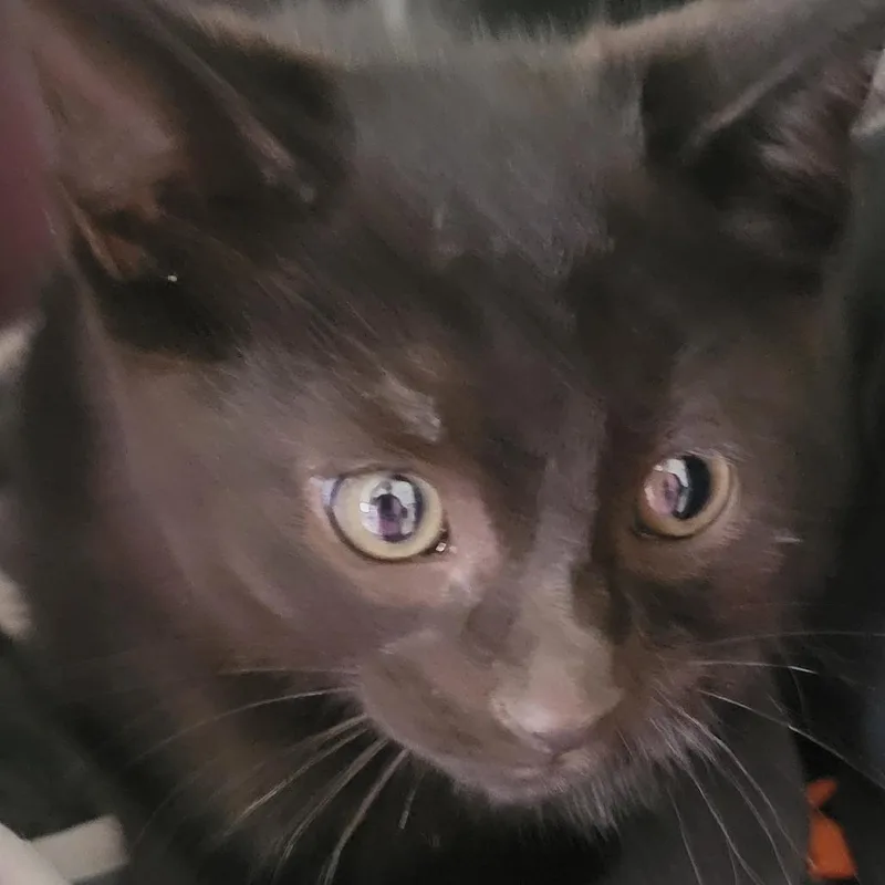 A baby small-sized male Black Domestic Short Hair cat named Louie for adoption in Milan, IL