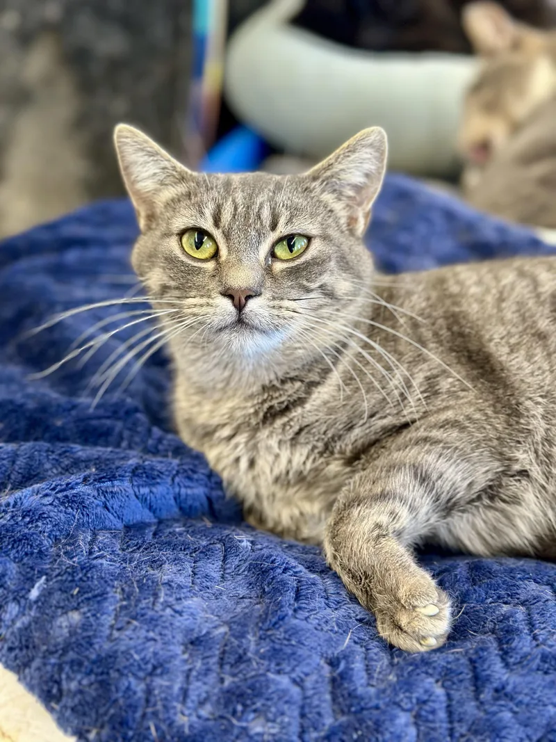 An adult medium-sized female Tabby (Gray / Blue / Silver) Domestic Short Hair cat named Alison for adoption in Faribault, MN