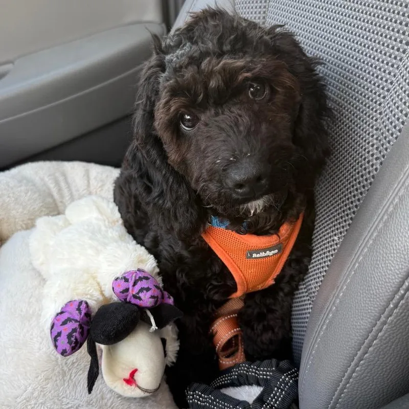 A baby small-sized male Miniature Poodle dog named Archie for adoption in Sinking Spring, PA