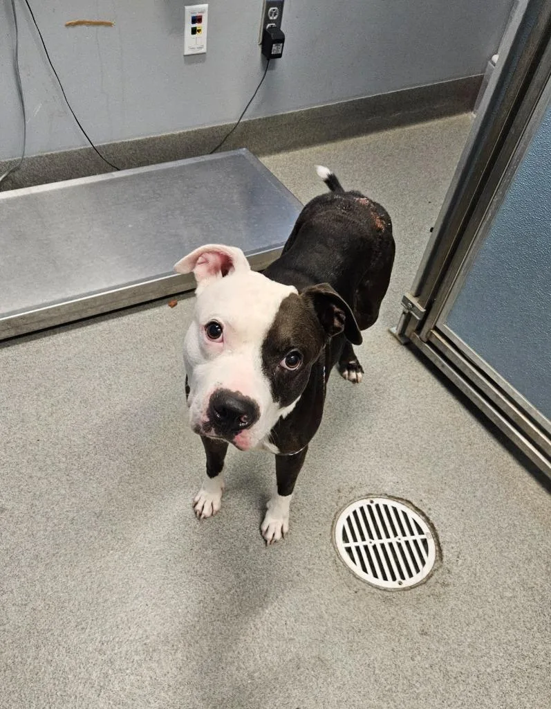 A young medium-sized male Pit Bull Terrier dog named Bing for adoption in Bloomington, IN
