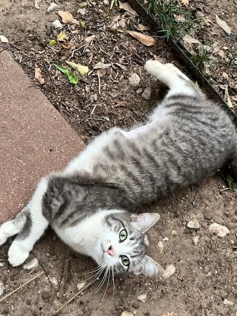 Ozzy