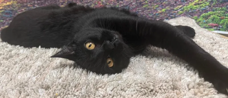 An adult medium-sized male Black Domestic Short Hair cat named Lasagna for adoption in Amery, WI