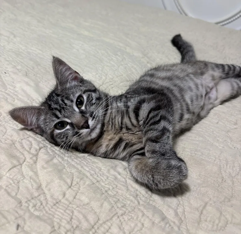 A baby medium-sized female Domestic Short Hair cat named Violet for adoption in Stewartsville, NJ