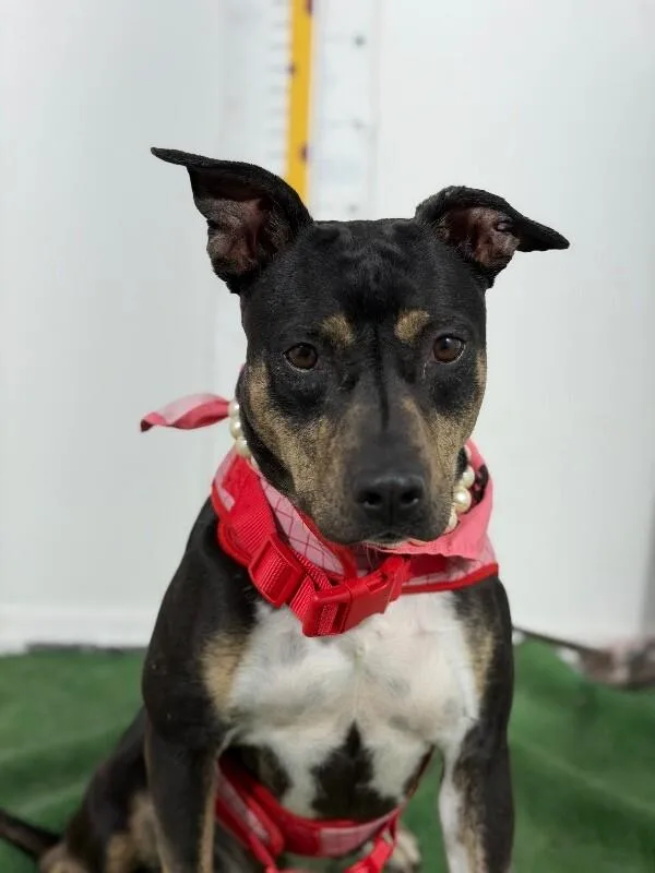 A young medium-sized female Black German Pinscher dog named Sarah for adoption in Carlsbad, CA