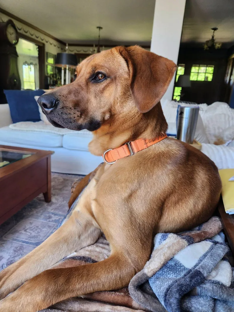 A young large-sized male Golden Coonhound dog named Goose for adoption in Whitestown, IN
