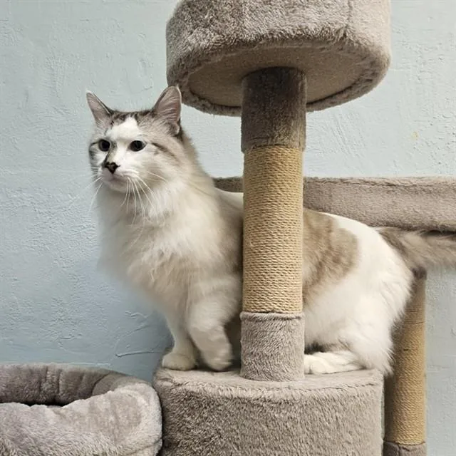 An adult small-sized male Domestic Long Hair cat named Sushi for adoption in Albuquerque, NM