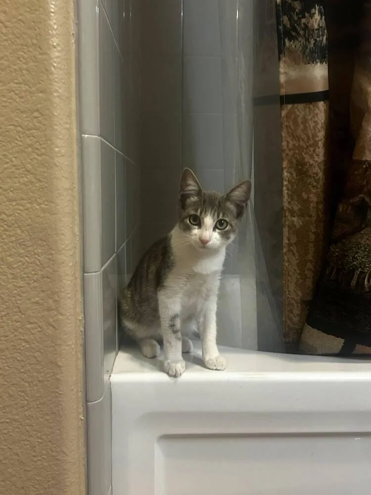 A baby small-sized female Tabby cat named Bonnie for adoption in Calimesa, CA