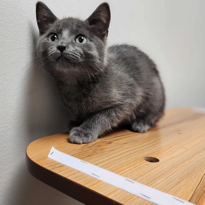 A baby small-sized male Gray / Blue / Silver Domestic Short Hair cat named Ladle for adoption in Davenport, IA