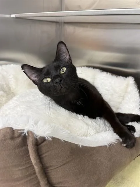 An adult medium-sized female Domestic Short Hair cat named Dia for adoption in Naples, FL