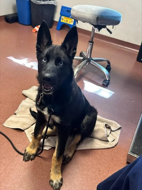 A young large-sized female Shepherd dog named Reina for adoption in Oakland, CA