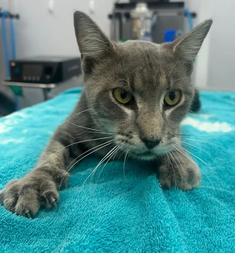 A young medium-sized male Domestic Short Hair cat named Tipsy for adoption in Hartsville, SC