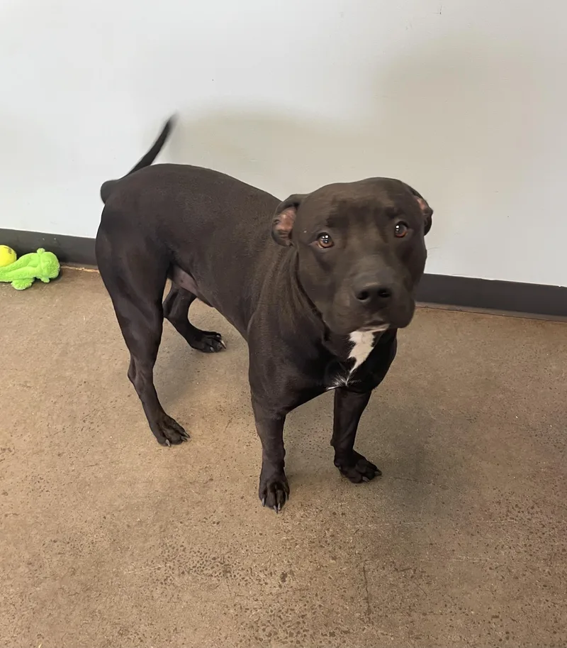 A young large-sized male Black Mixed Breed dog named Fenton for adoption in Mishawaka, IN