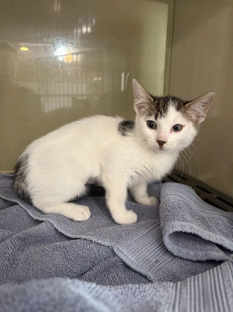 A baby medium-sized female Domestic Short Hair cat named Pepper for adoption in Yardley, PA