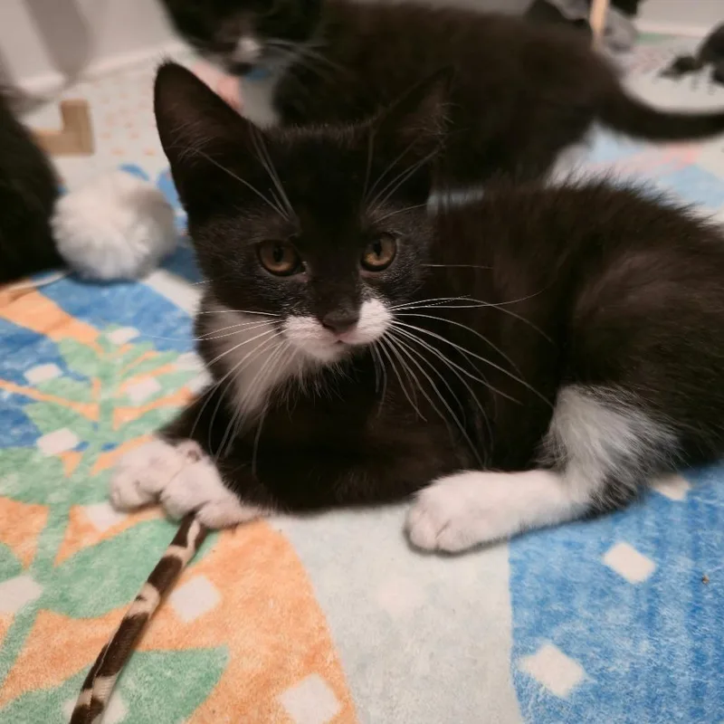A baby small-sized female Black Domestic Short Hair cat named Zinfandel for adoption in Pasadena , MD