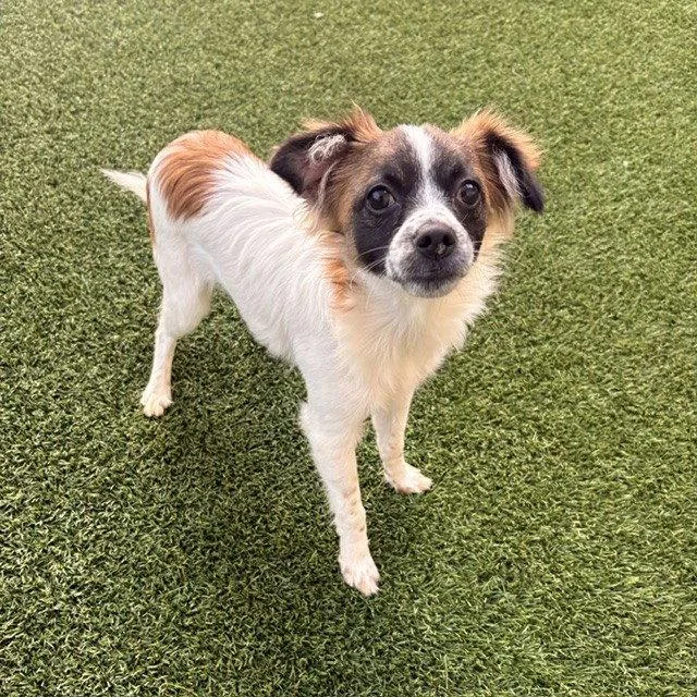 A baby small-sized male Terrier dog named Frank for adoption in Burlingame, CA