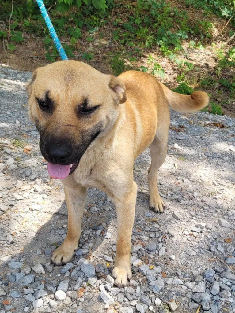 A young medium-sized male Mixed Breed dog named Louie for adoption in Lawrenceburg, TN