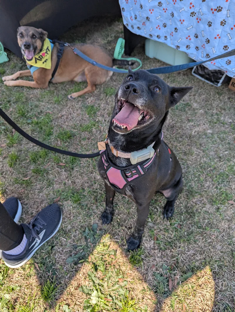 Mattie Girl thumbnail 3