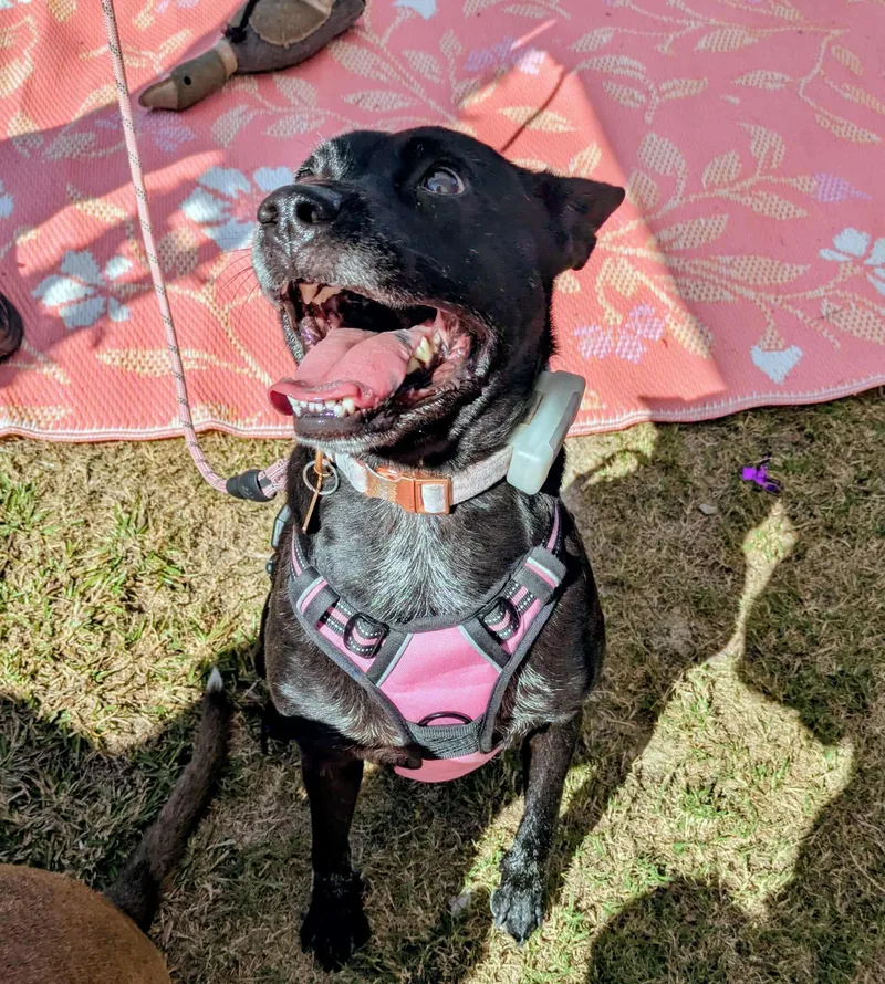 Mattie Girl thumbnail 6