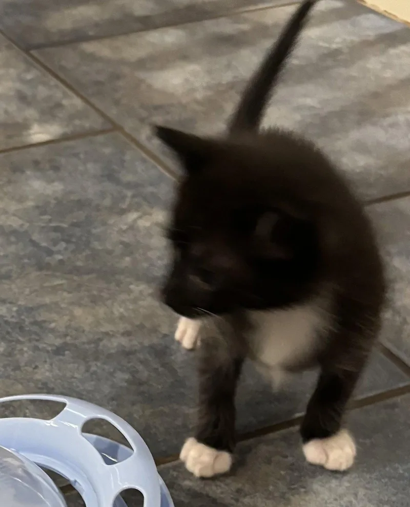 A baby medium-sized female Black & White / Tuxedo Domestic Short Hair cat named Creme Brulee for adoption in Buford, GA