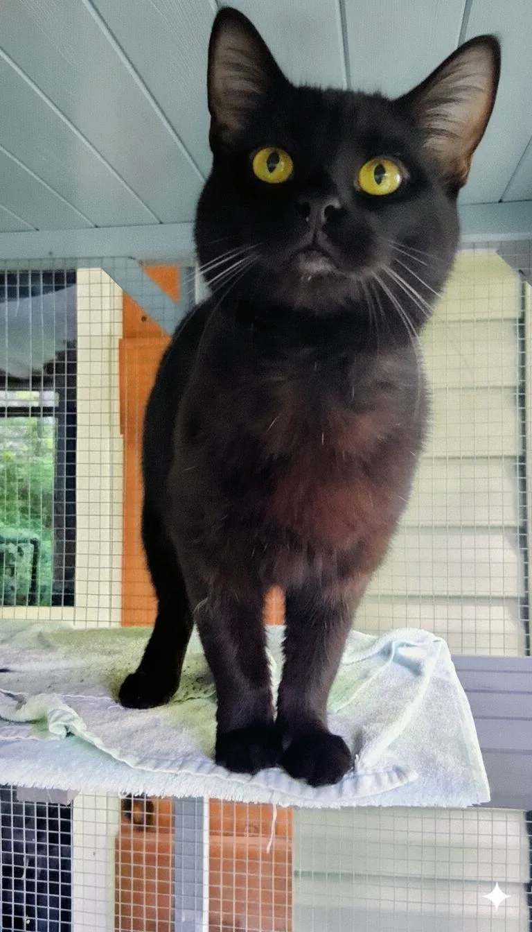 A young medium-sized male Black Domestic Short Hair cat named Fisher for adoption in Charleston, SC