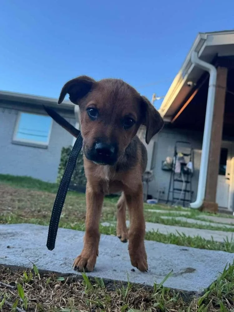 A baby medium-sized male Miniature Pinscher dog named Fall Leaves Litter: Oakley for adoption in Dallas, TX